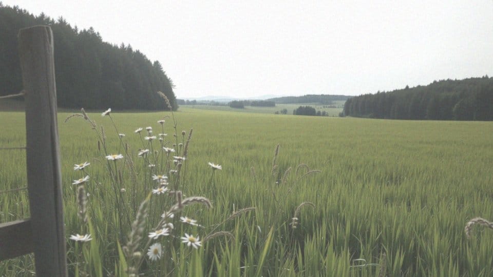 Gdzie występują pająki w Polsce?