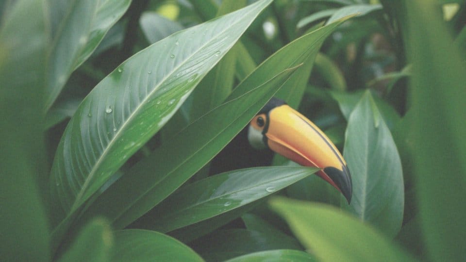 Jak wygląda tukan? Cechy i różnorodność tych egzotycznych ptaków