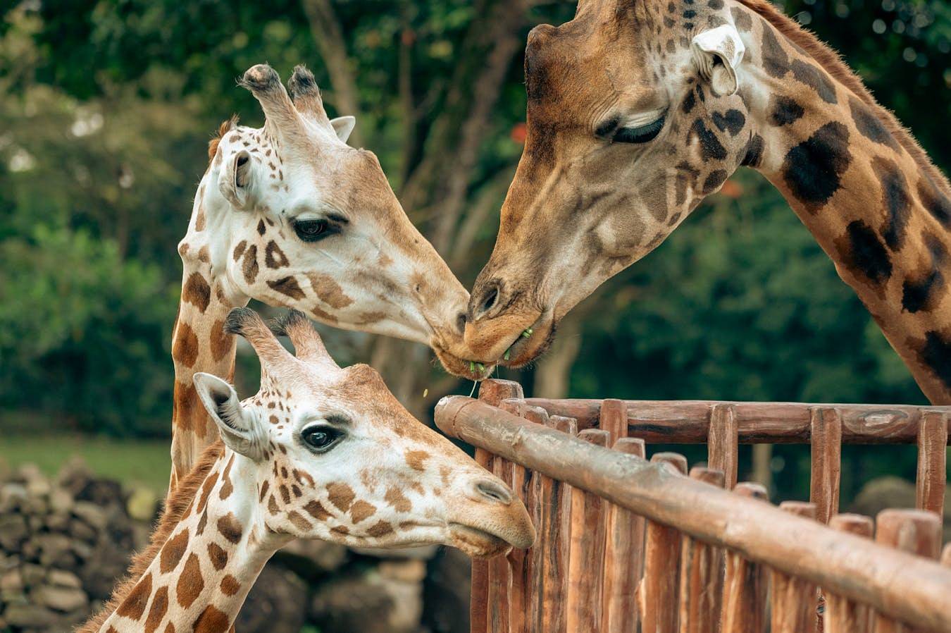 zoo-krakow.jpg